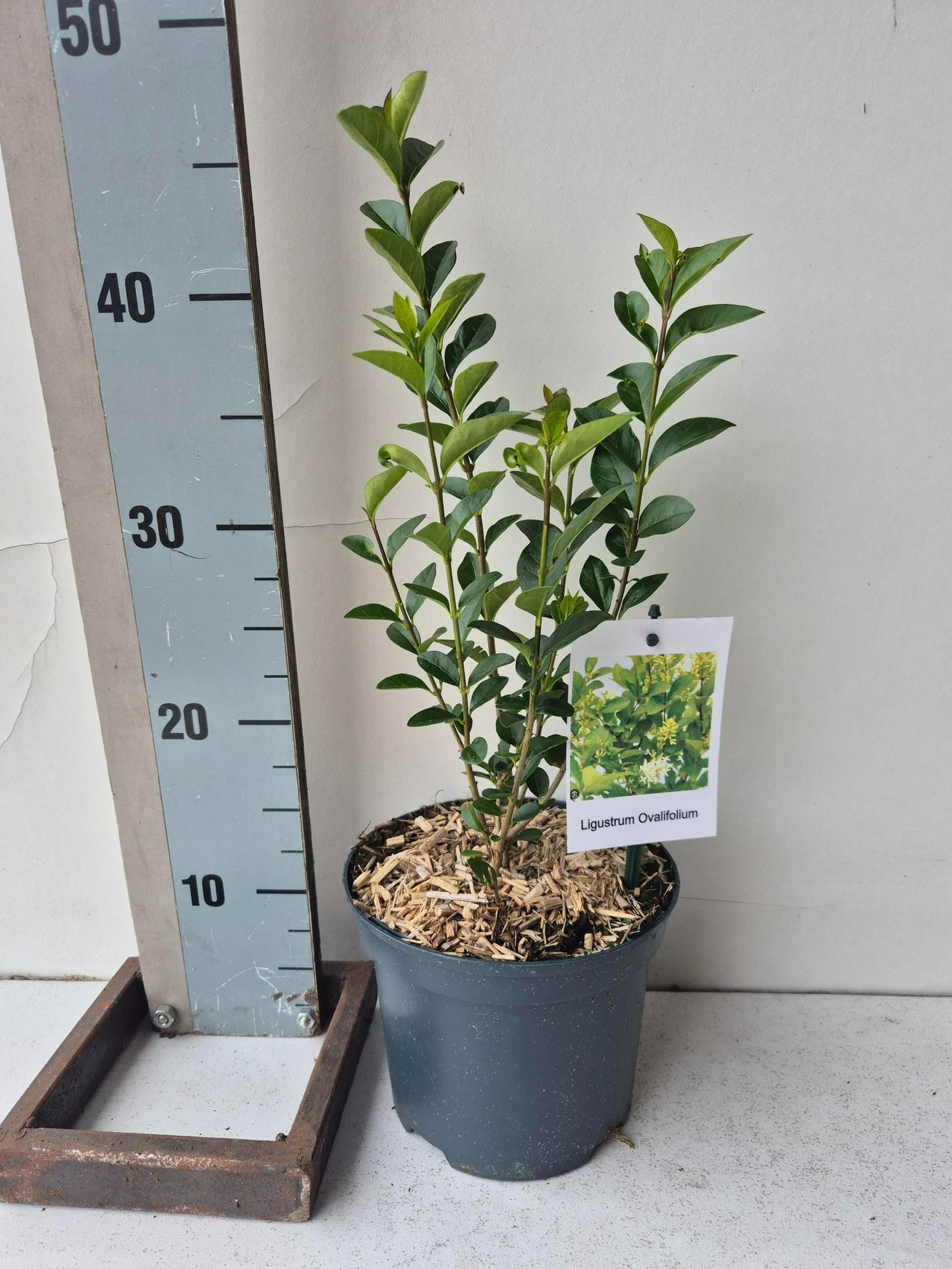 Ligustrum ovalifolium 40cm 17cm Pot