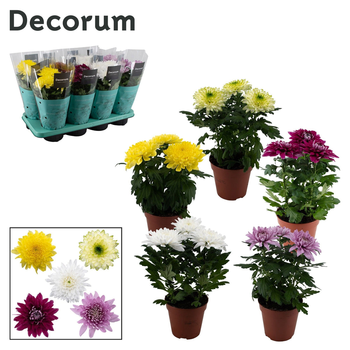 Chrysanthemum Supernova mix 35cm 13cm Pot