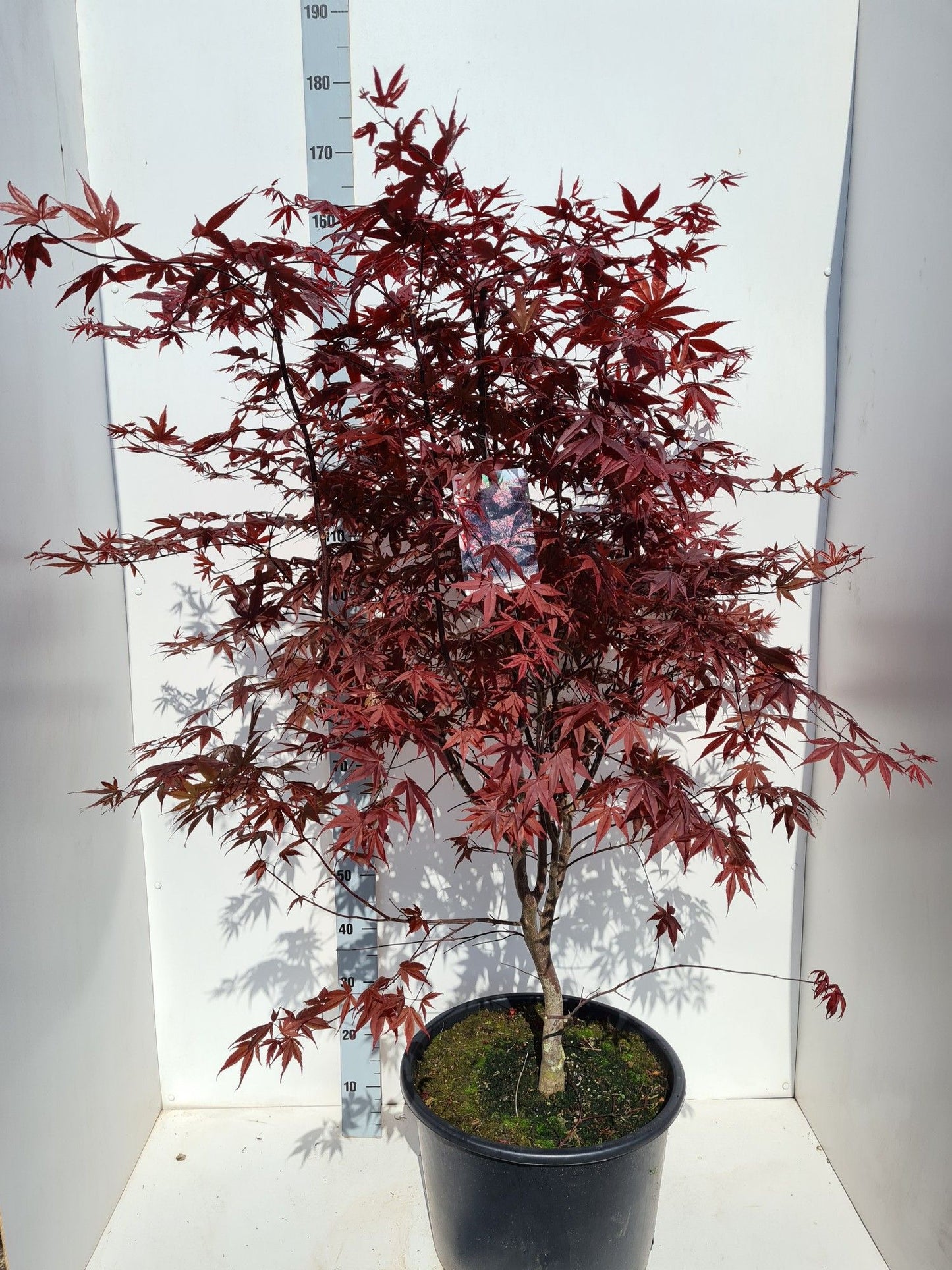 Acer palm. Bloodgood 150cm 43cm Pot