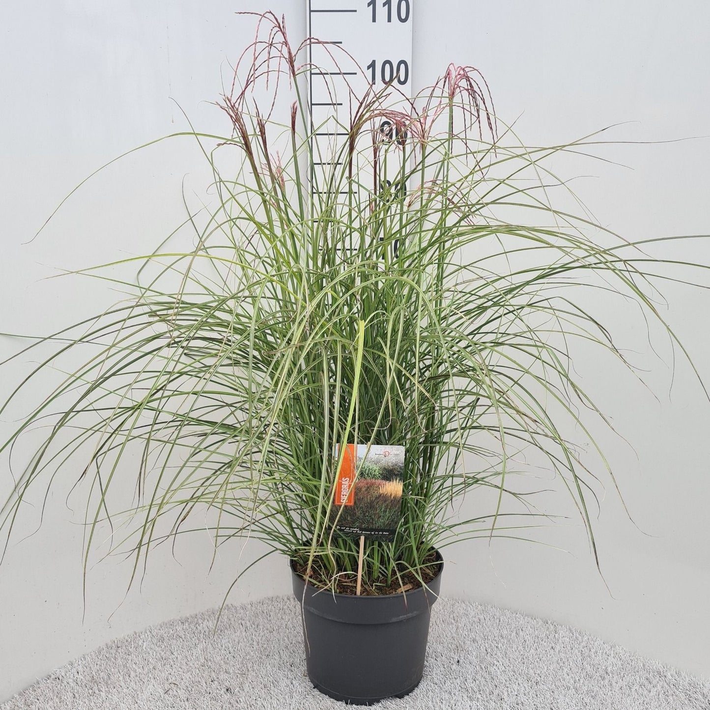 Miscanthus sinensis 50cm 26cm Pot