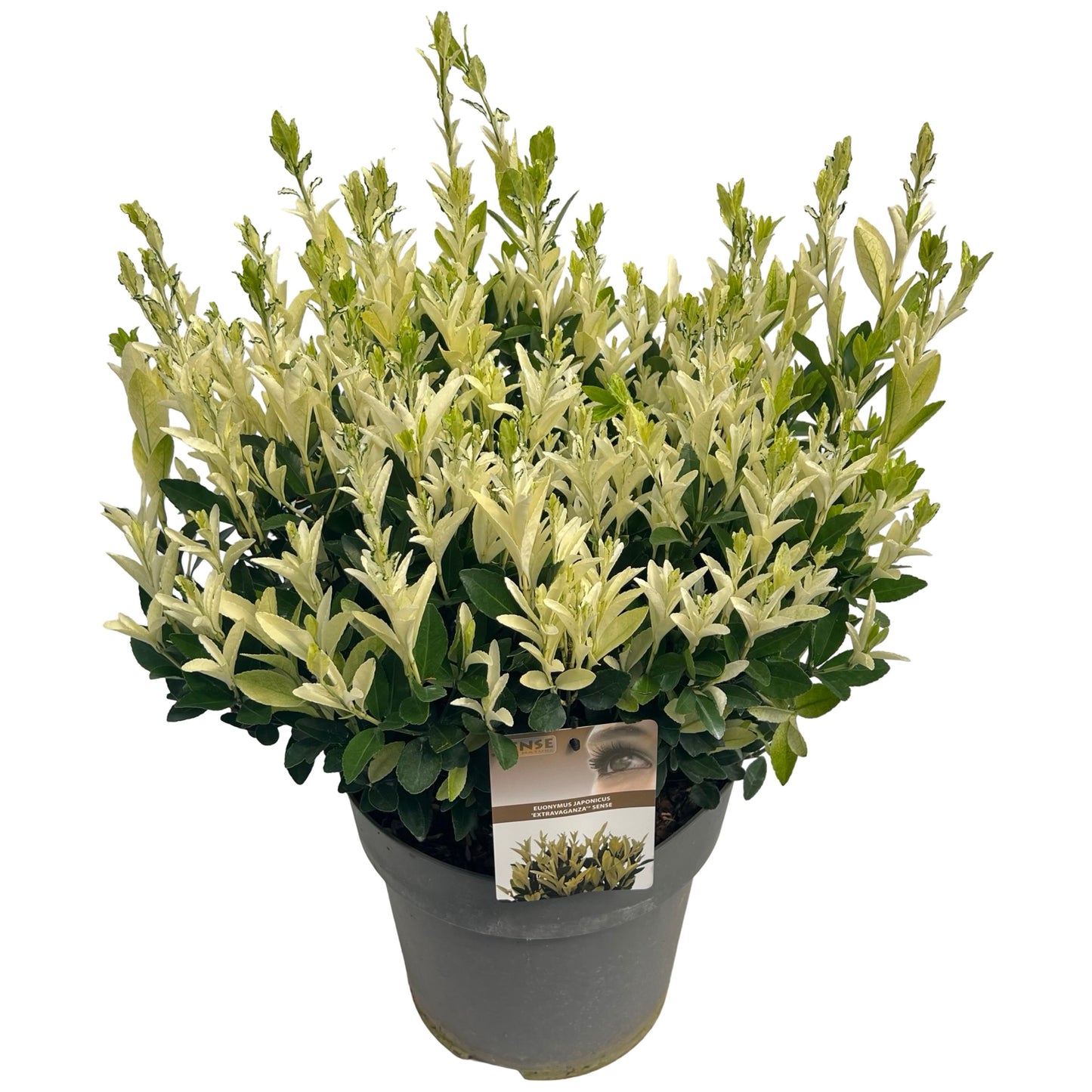 Euonymus Extravaganza 80cm 27cm Pot