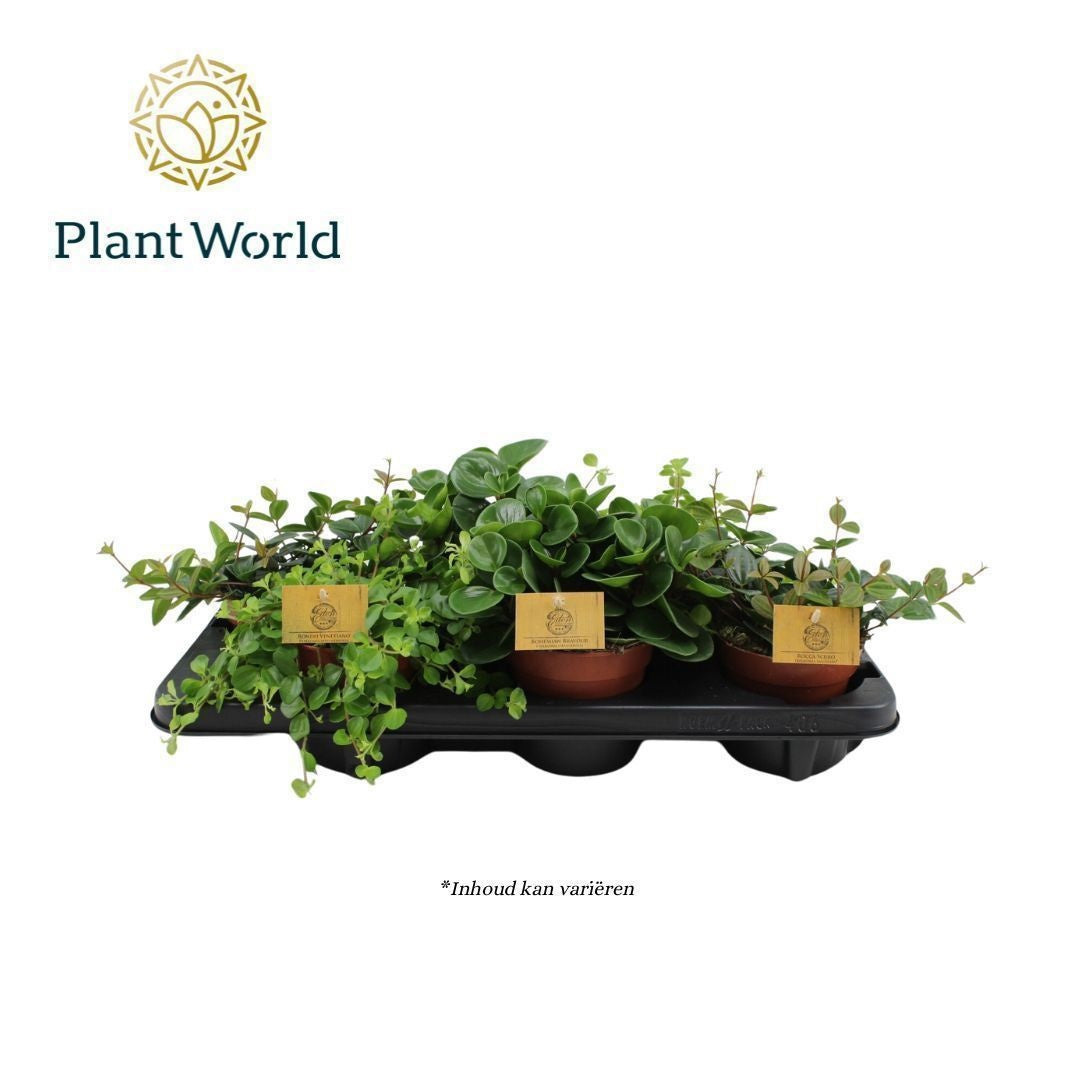 Peperomia mix 20cm 12cm Pot