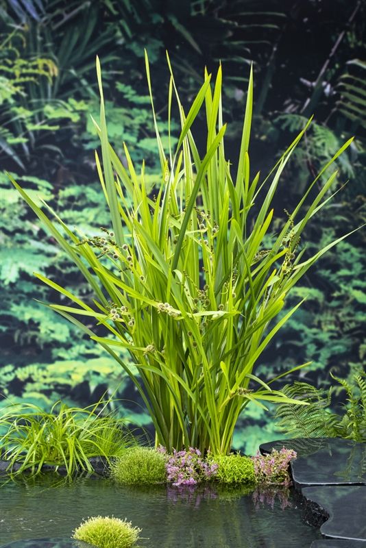 Sparganium erectum (18 x 18) 30cm 18cm Pot