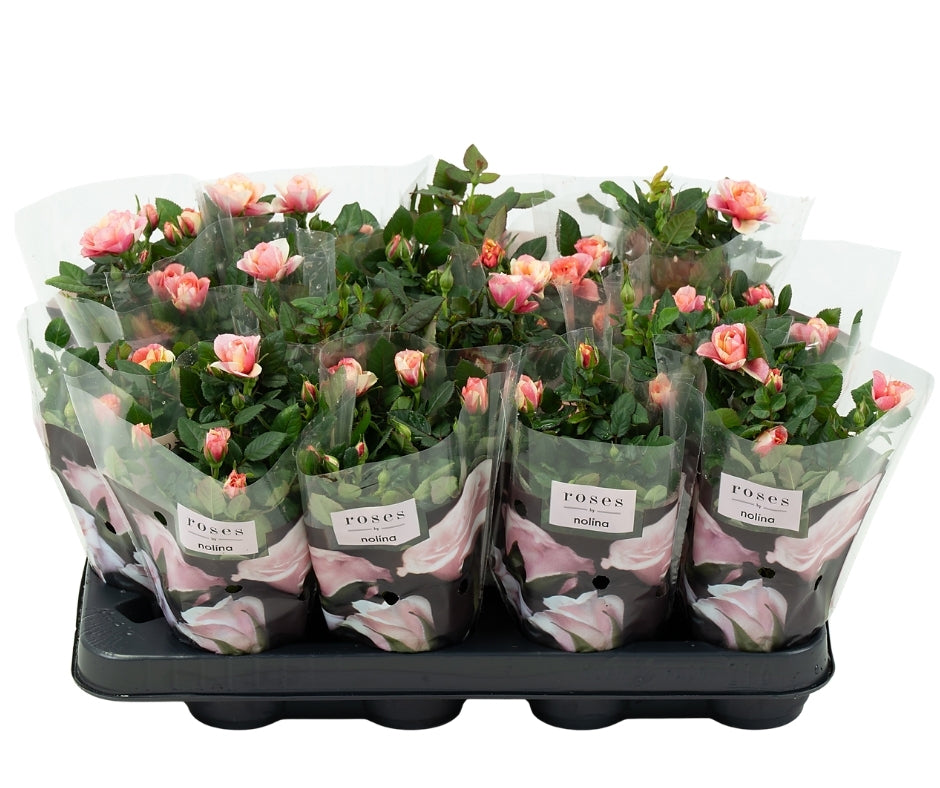 Rose Gosia 20cm 7cm Pot