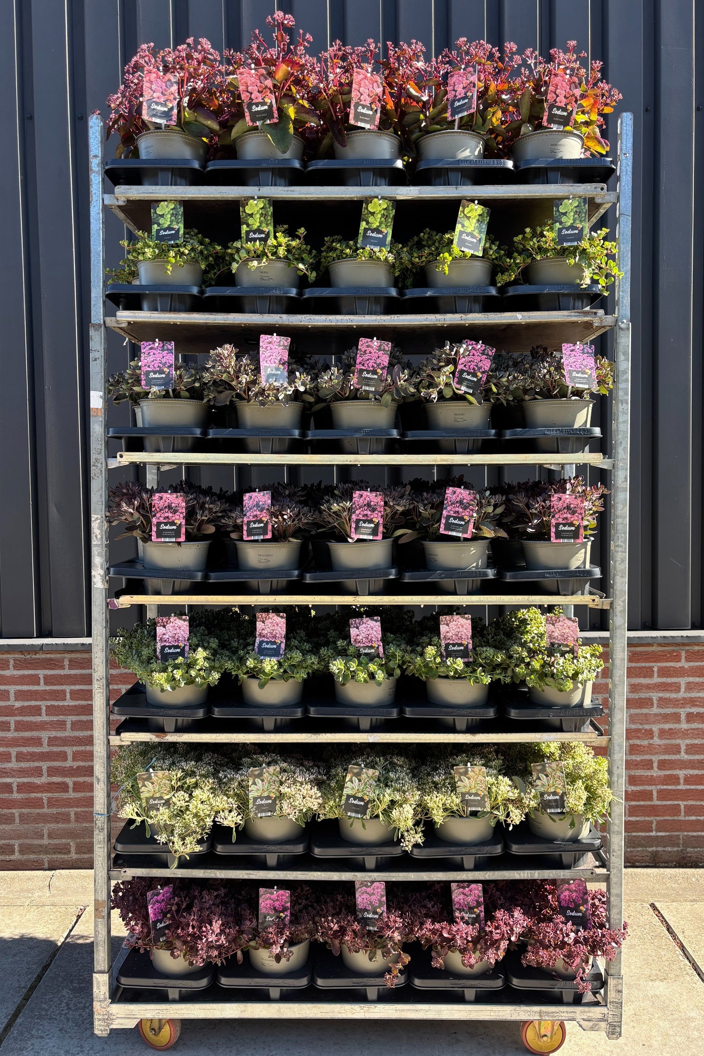 Sedum mix CC 30cm