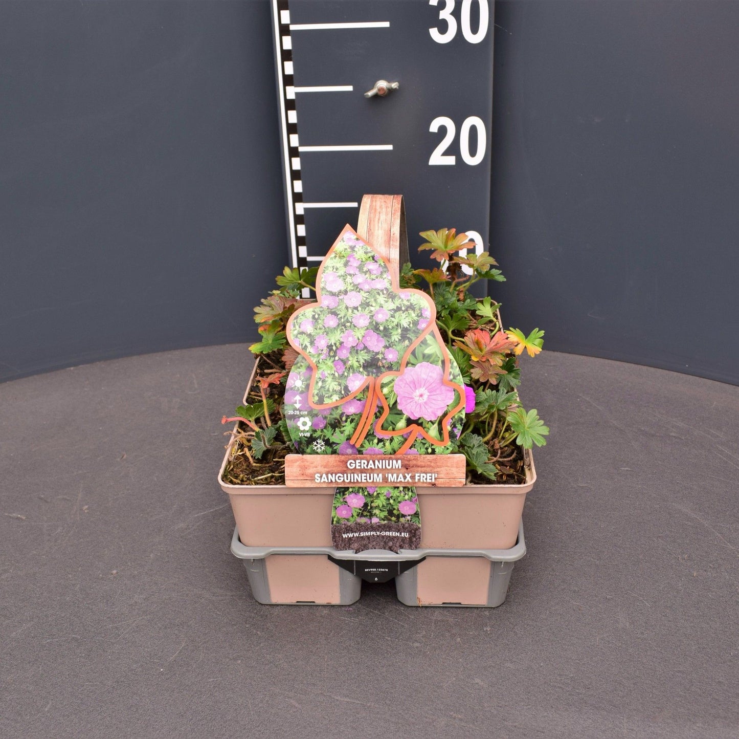 Geranium san. Max Frei 5cm 9cm Pot