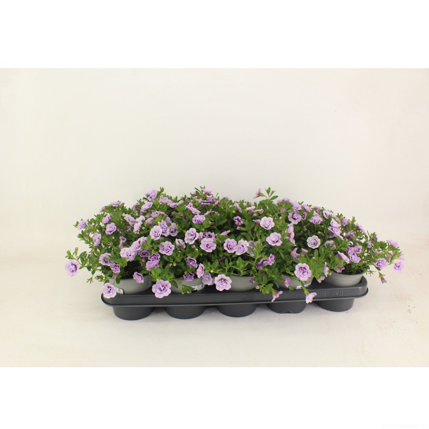 Calibrachoa Callie Double Light Lavender 22cm 12cm Pot