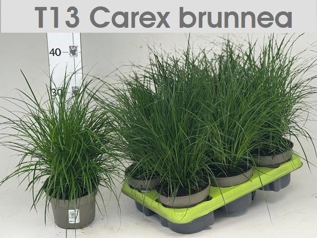 Carex brunnea 32cm 13cm Pot