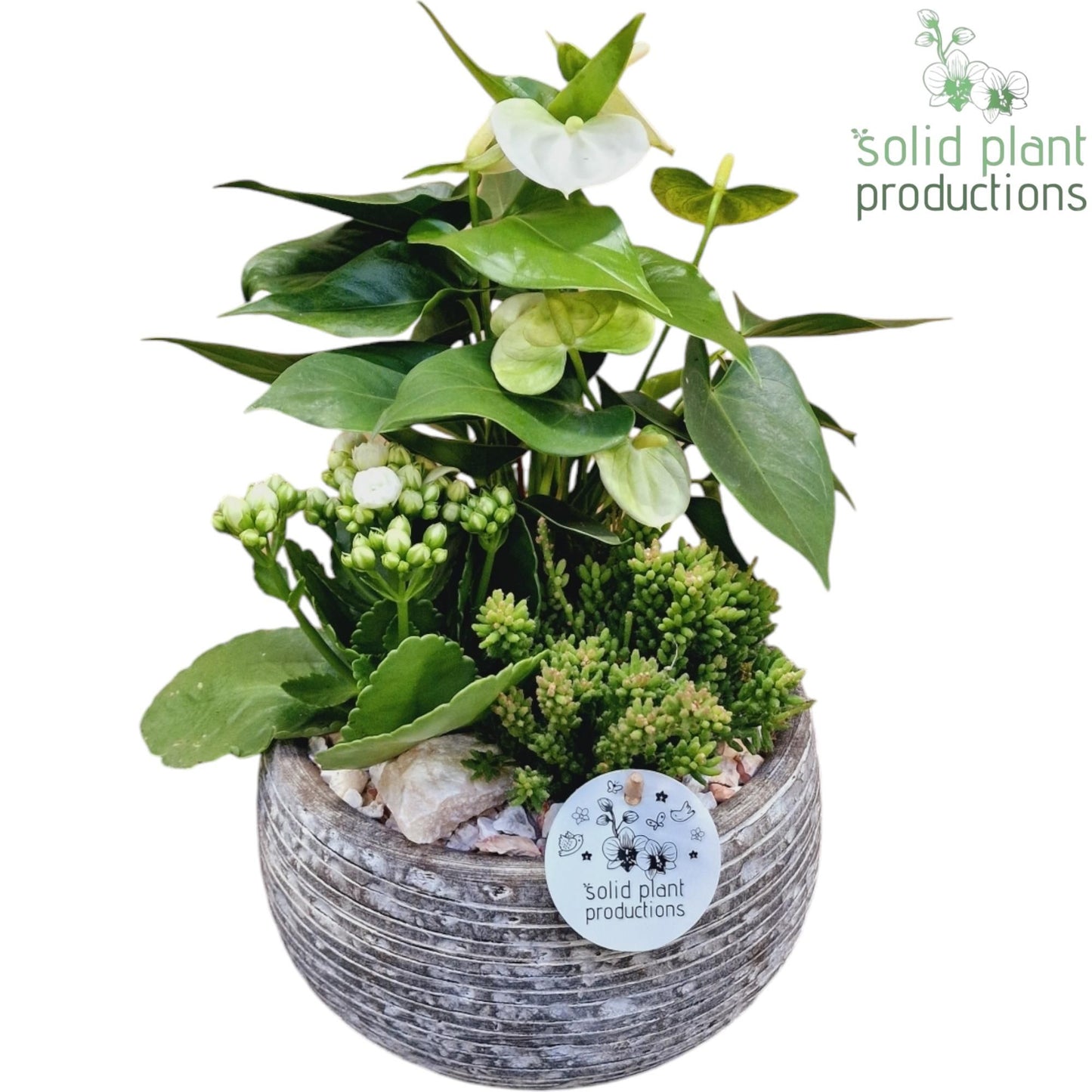 arr. Anthurium AE051WHITE 40cm 21cm Pot