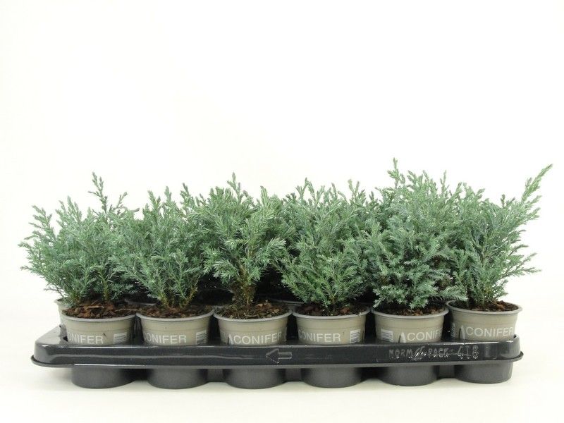 Chamaecyparis pis. Baby Blue 15cm 9cm Pot