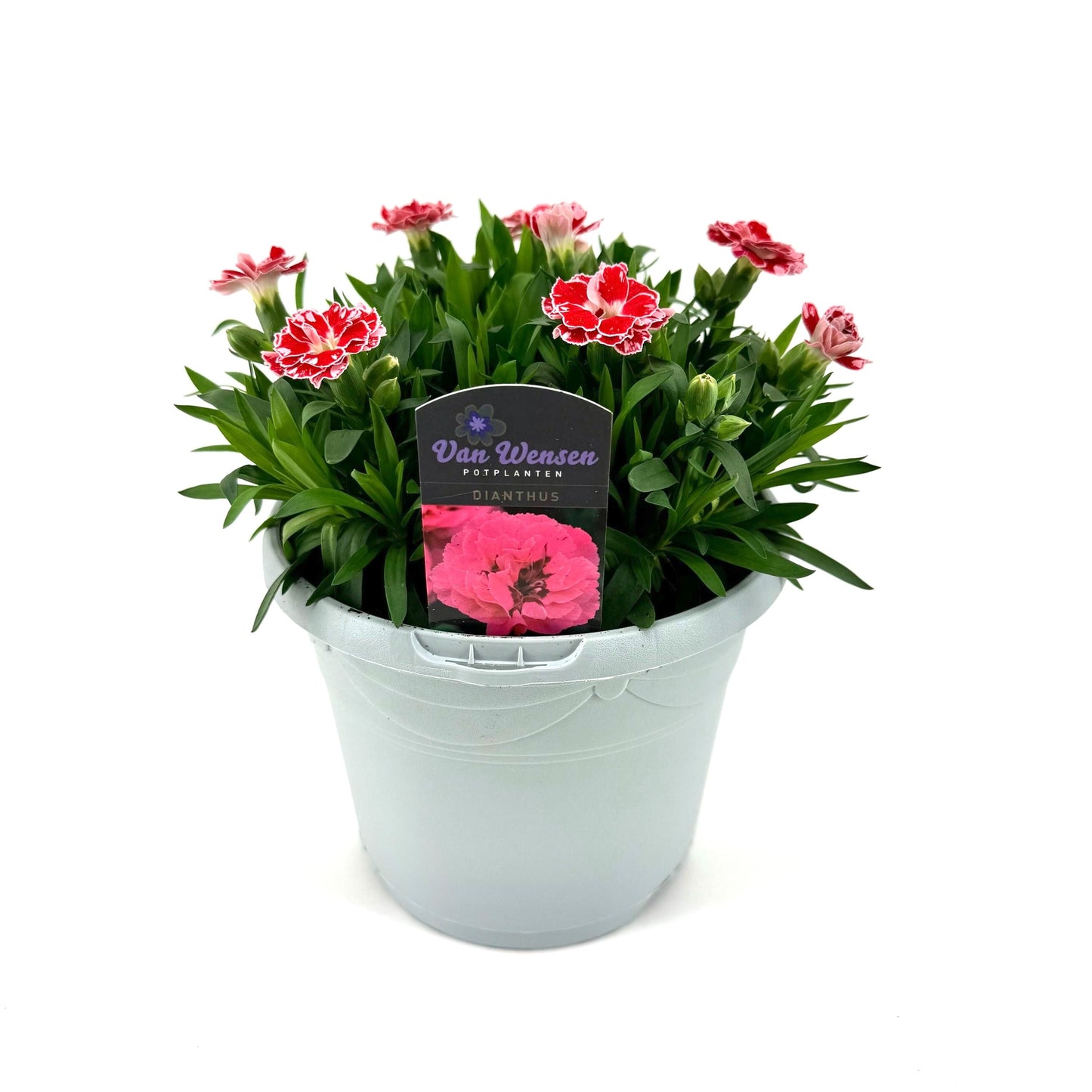 Dianthus Oscar White and Red 25cm 17cm Pot