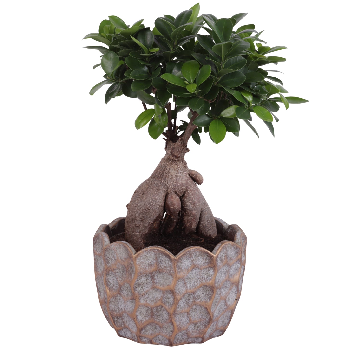 Ficus Ginseng 45cm 21cm Pot