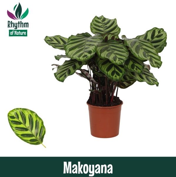 Calathea makoyana 45cm 14cm Pot