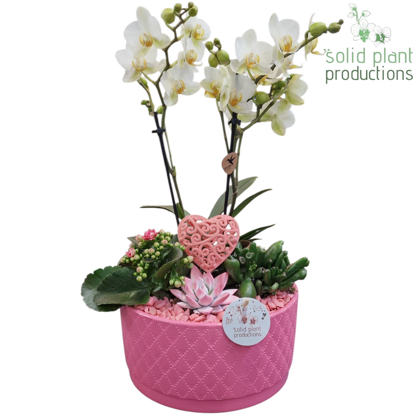 arr. Phalaenopsis PE004 PV 45cm 22cm Pot