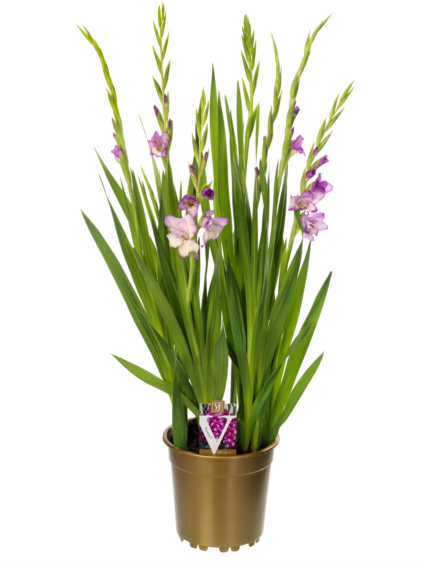 Gladiolus Glamini Naomi 70cm 19cm Pot
