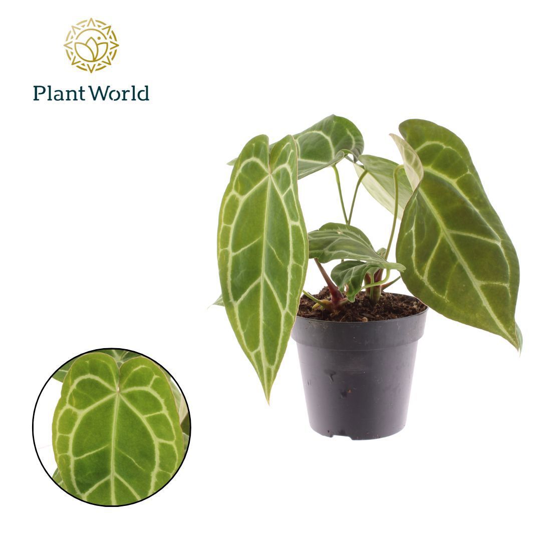 Anthurium andraeanum 30cm 12cm Pot