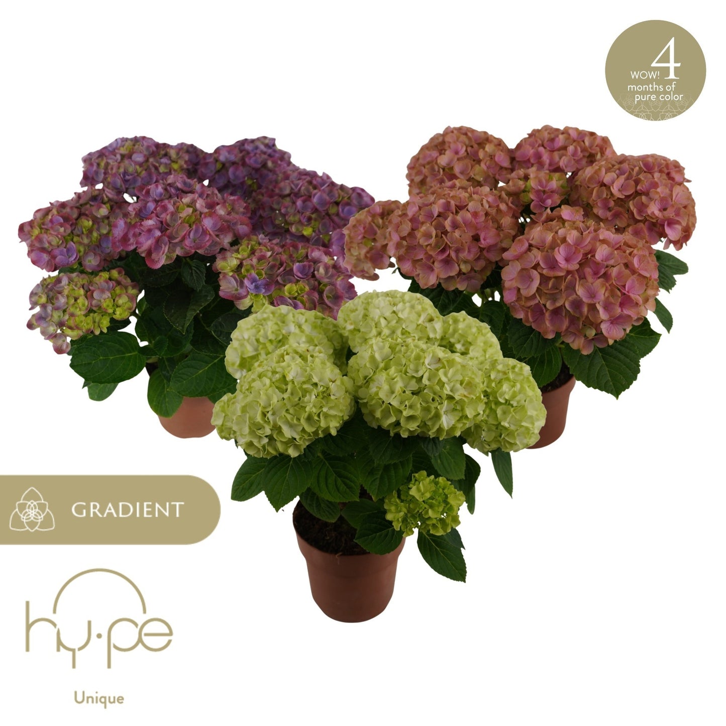 Hydrangea macr. Long-Lasting mix 40cm 14cm Pot