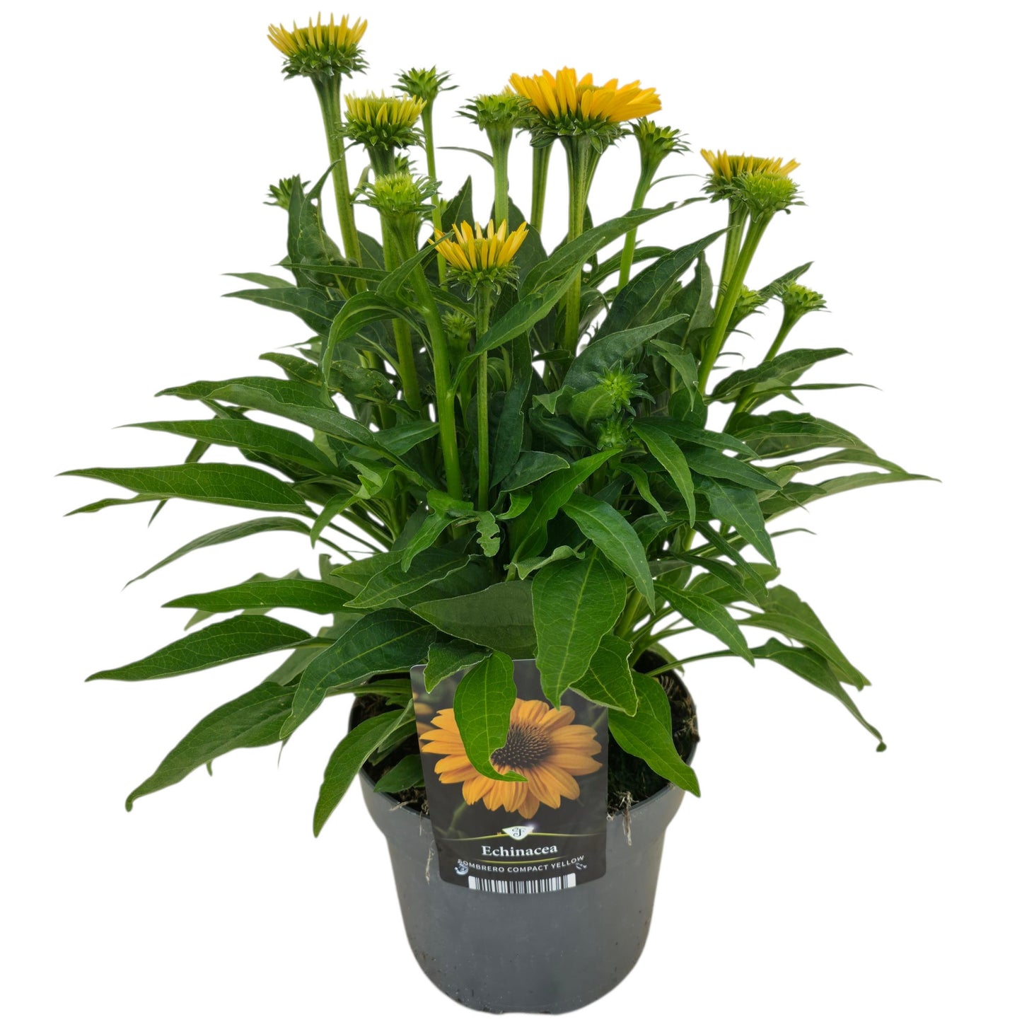 Echinacea Sombrero Lemon Yellow 45cm 17cm Pot