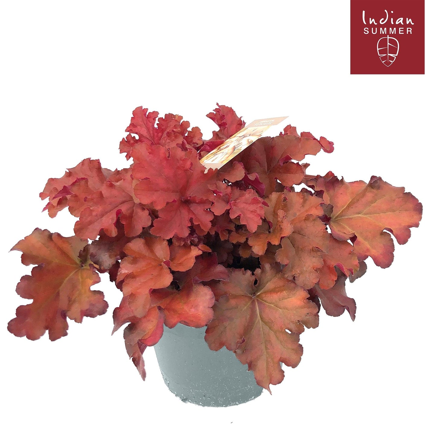 Heuchera Indian Summer red 30cm 19cm Pot