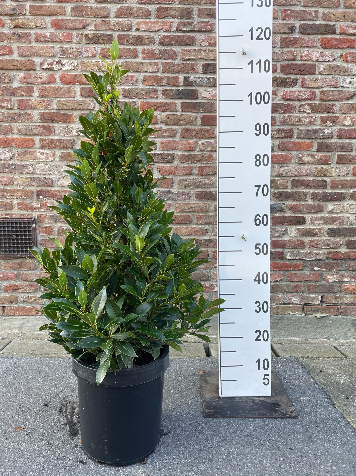 Laurus nobilis pyramid 110cm 25cm Pot