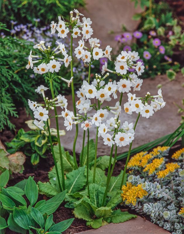 Primula japonica 20cm 9cm Pot