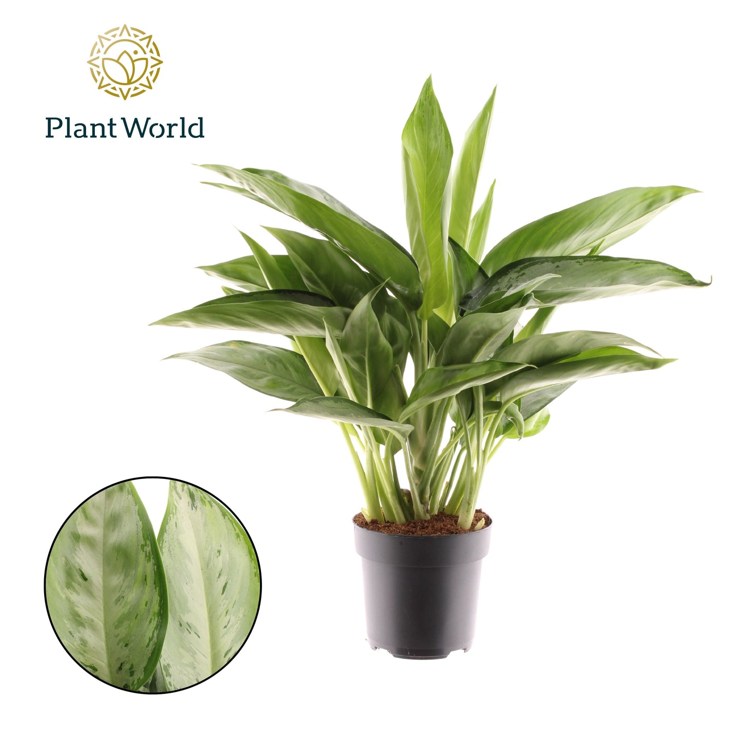 Aglaonema Silverado 45cm 17cm Pot