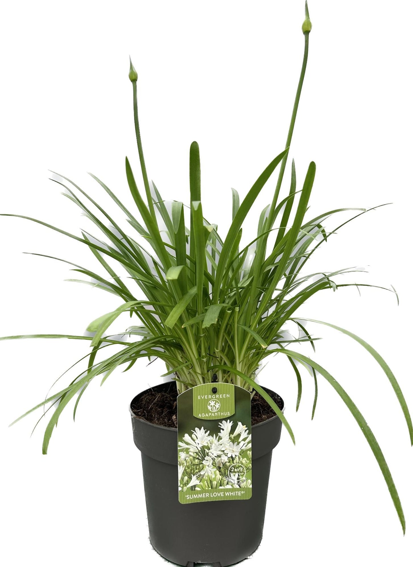 Agapanthus africanus 50cm 19cm Pot