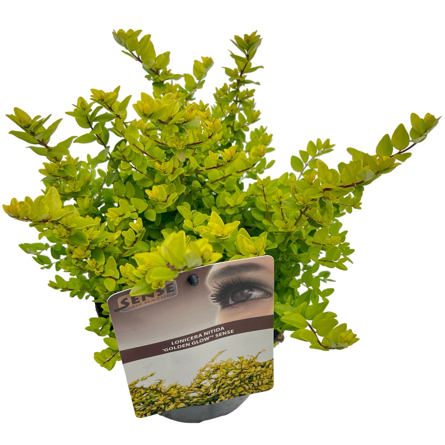 Lonicera Golden Glow 35cm 17cm Pot