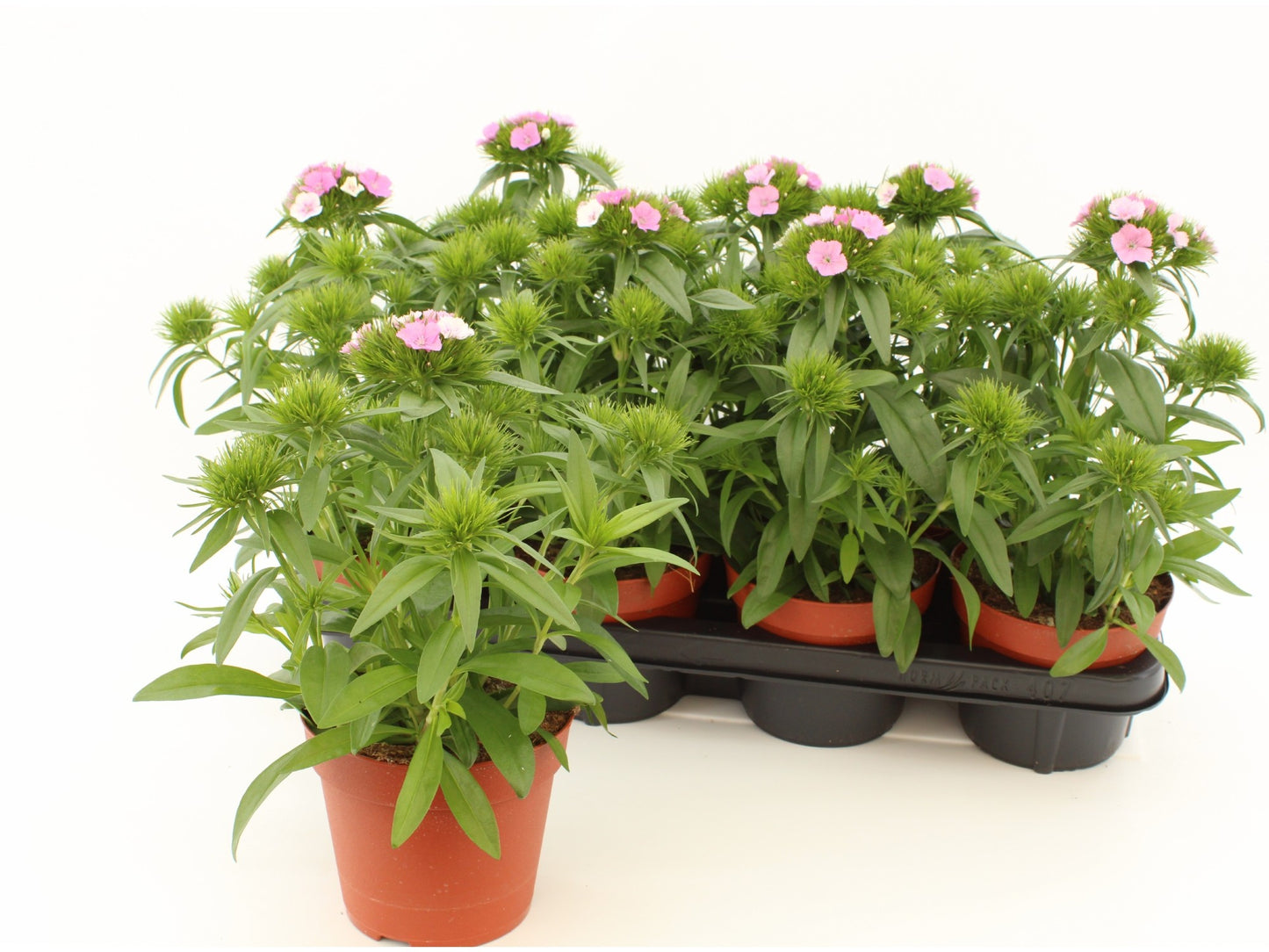 Dianthus bar. Dart Pink Magician 30cm 14cm Pot