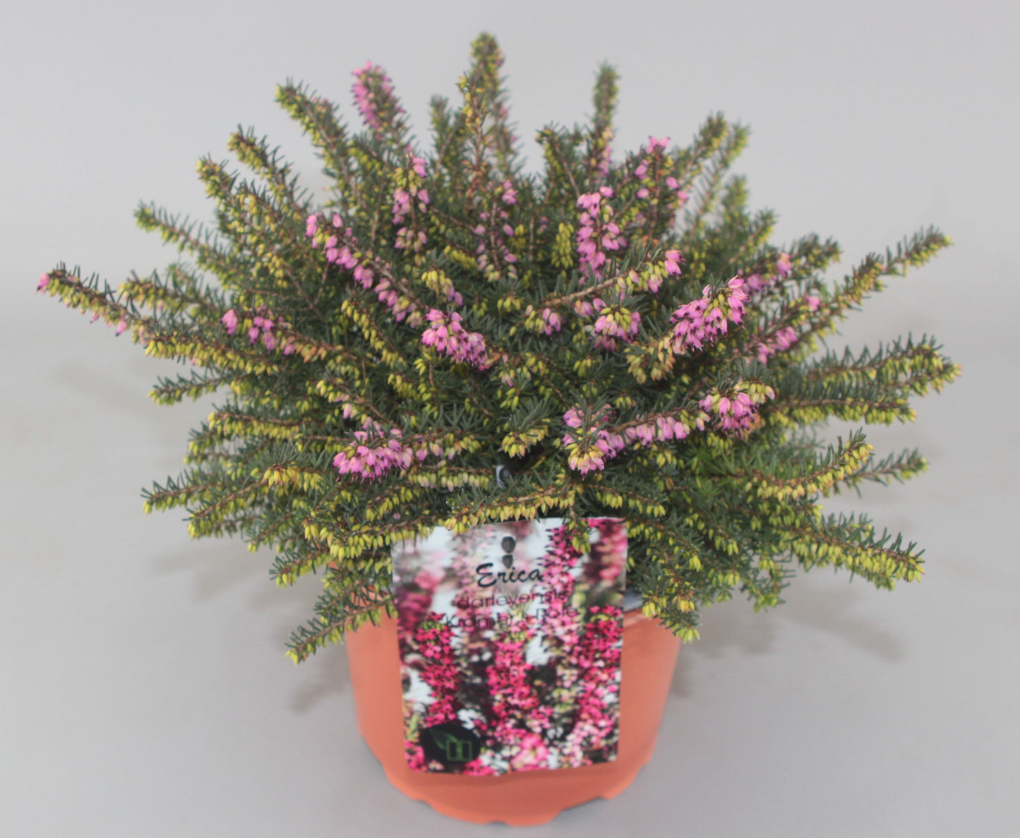Erica Kramer's Red 20cm 17cm Pot