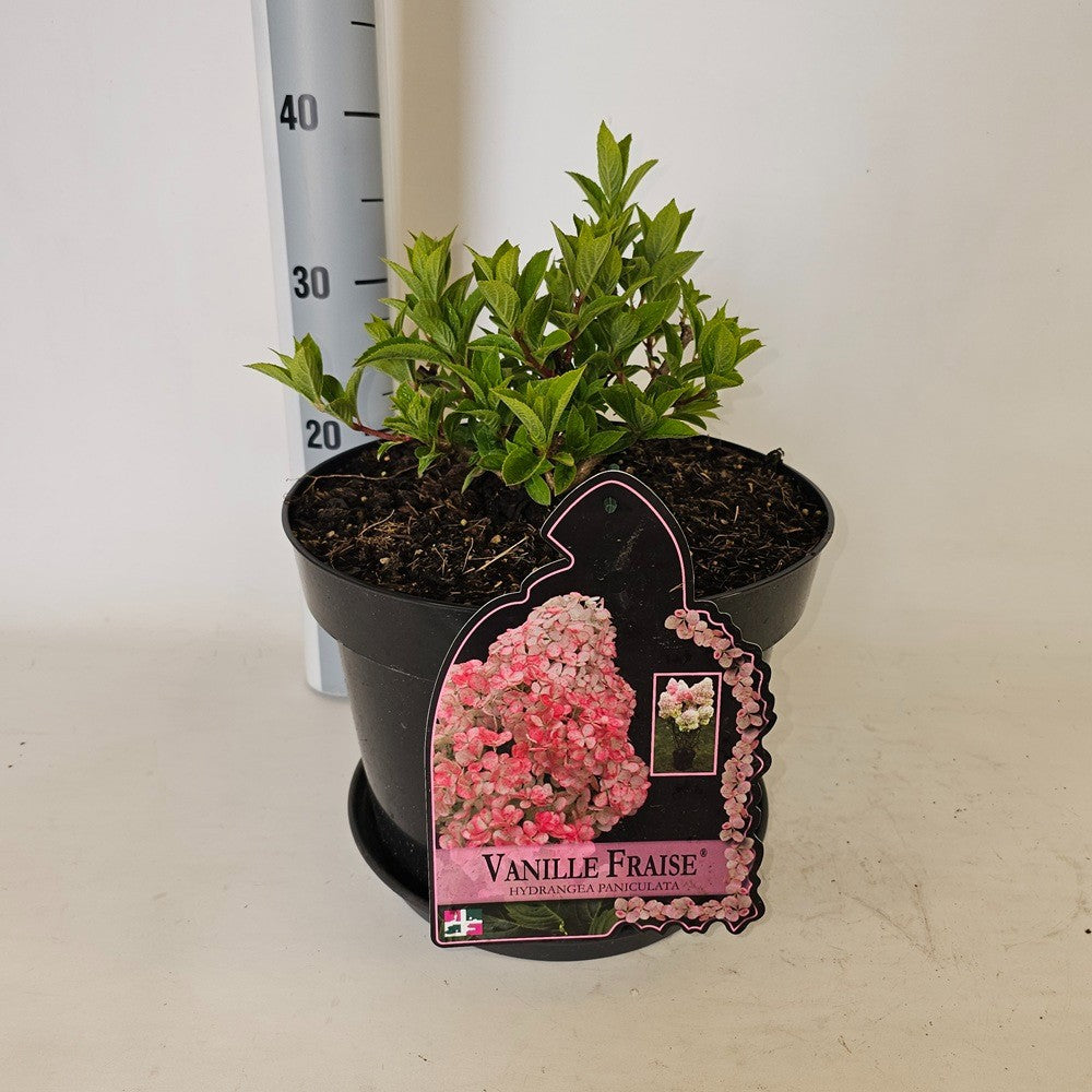 Hydrangea pan. Vanille-Frais 70cm 29cm Pot