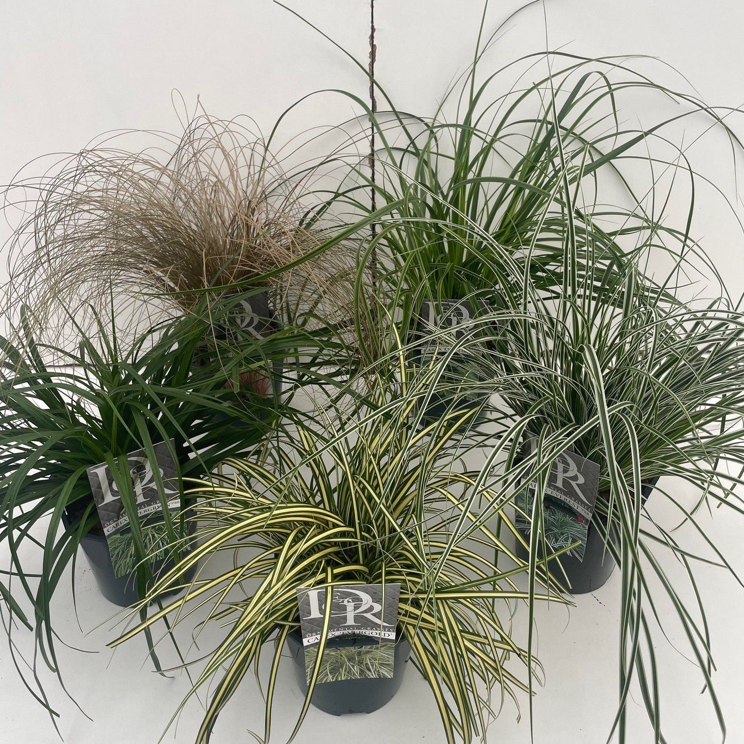 Carex mix 25cm 17cm Pot