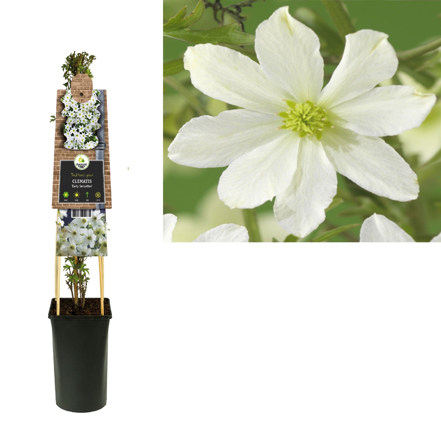 Clematis Early Sensation 75cm 17cm Pot