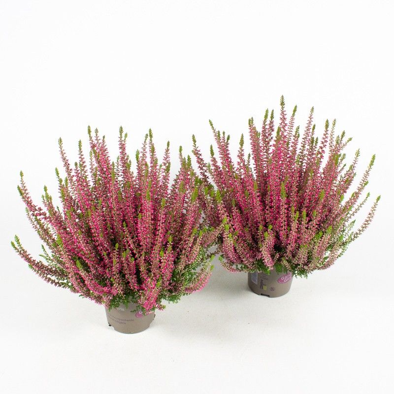 Calluna Garden Girls red 17cm 11cm Pot