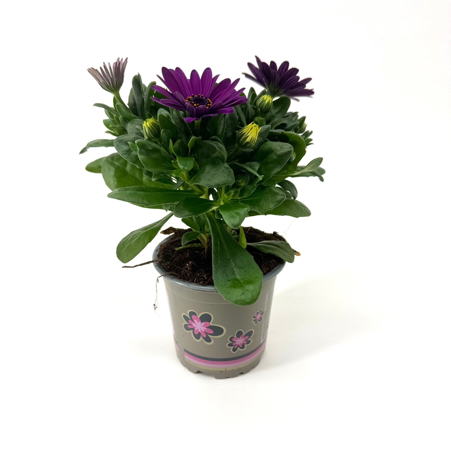 Osteospermum Margarita Cool Purple 22cm 11cm Pot