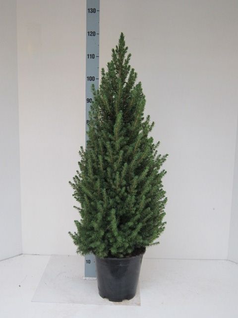 Picea glauca Conica 110cm 24cm Pot