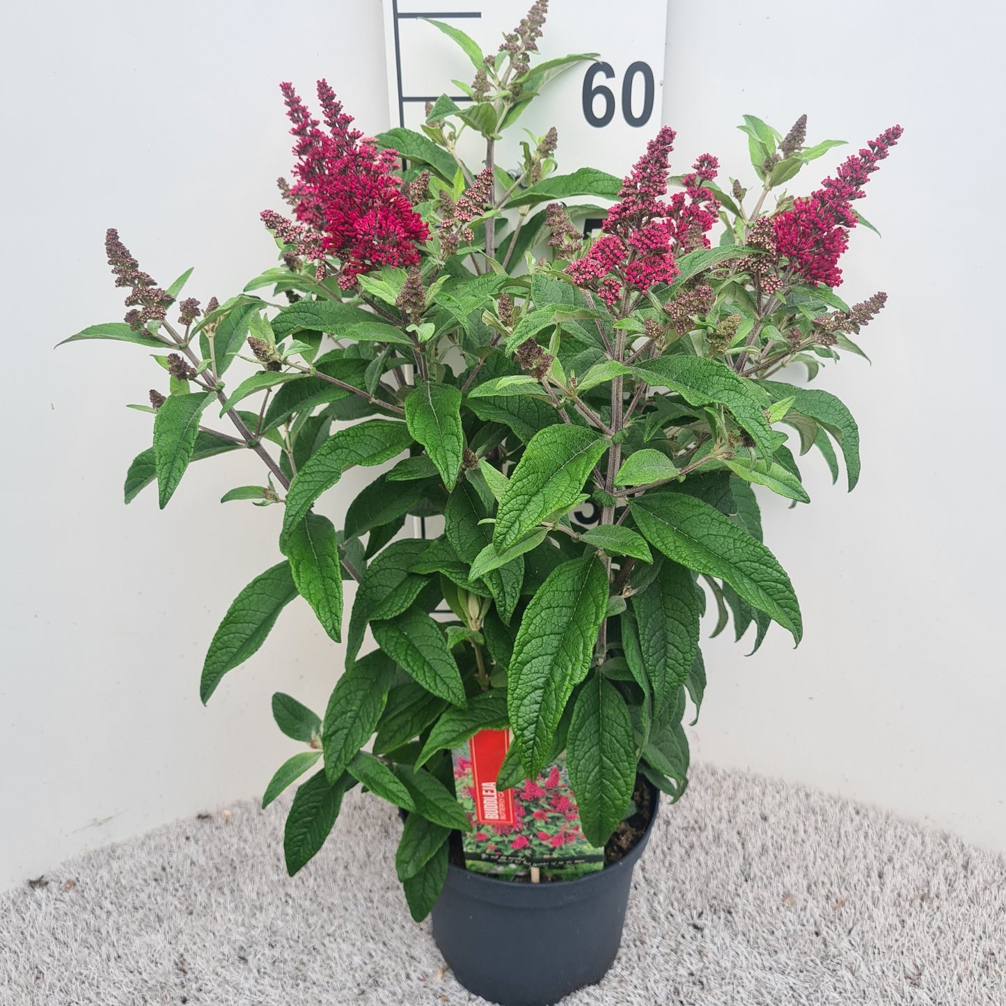 Buddleja Butterfly Candy Little Ruby 60cm 19cm Pot