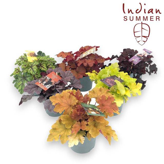 Heuchera Indian Summer mix 25cm 12cm Pot