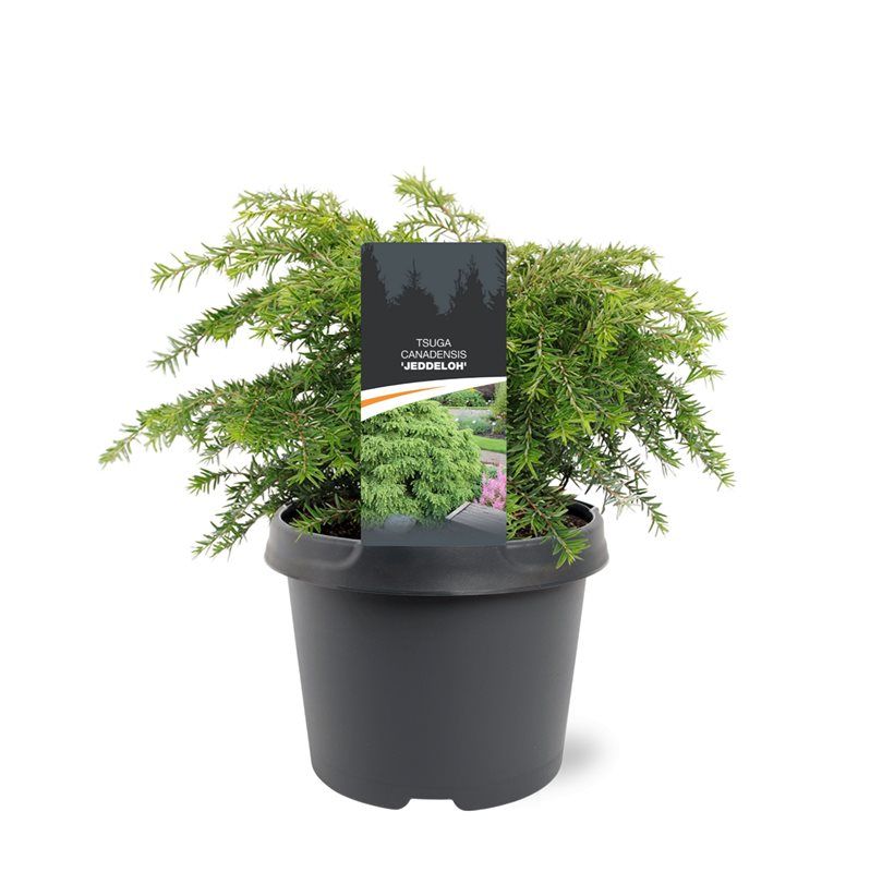 Tsuga can Jeddeloh 30cm 19cm Pot