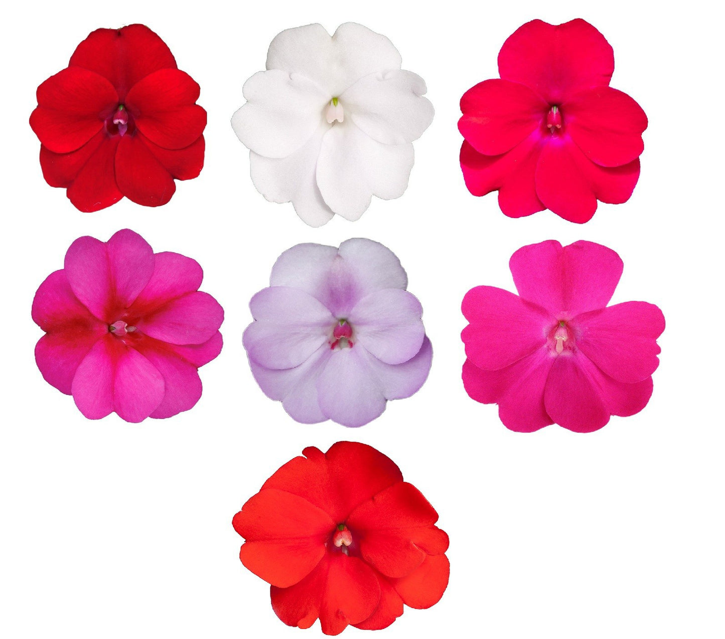 Impatiens Sunpatiens mix 35cm 17cm Pot