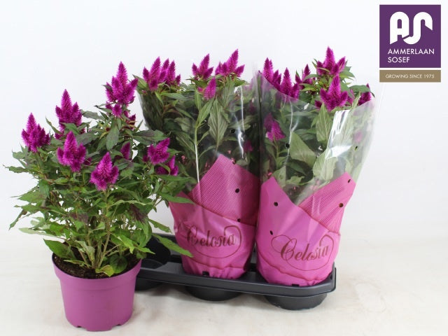 Celosia Deep Purple 52cm 19cm Pot