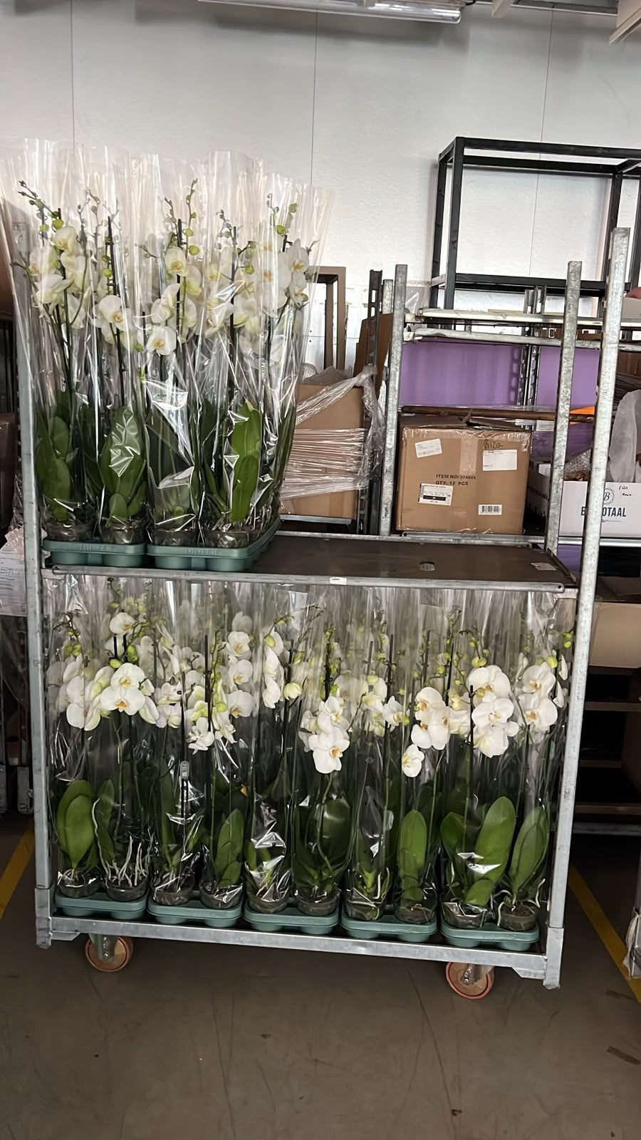 Phalaenopsis white Mimesis 90cm 12cm Pot