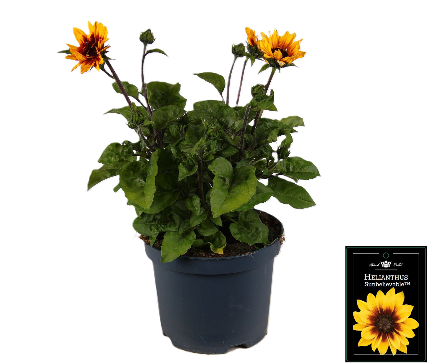Helianthus ann. Sunbelievable Brown Eyed Girl 45cm 19cm Pot
