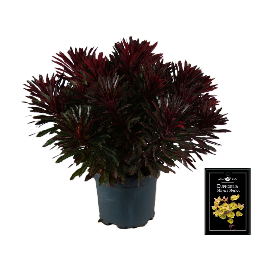 Euphorbia Miner's Merlot 55cm 19cm Pot