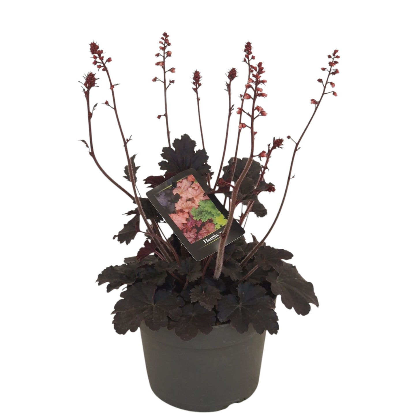 Heuchera hybrid 50cm 17cm Pot
