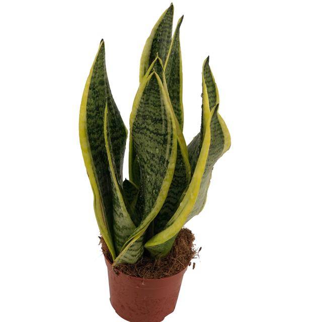 Sansevieria Futura Superba 30cm 9cm Pot