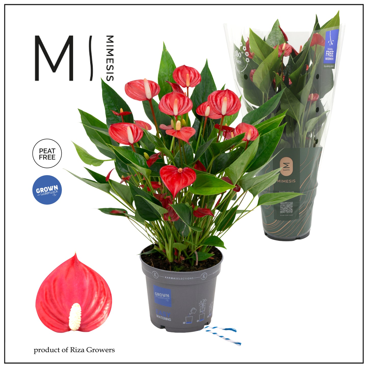 Anthurium Million Flowers Red 47cm 12cm Pot