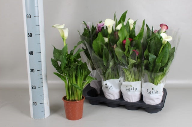 Zantedeschia mix 50cm 13cm Pot