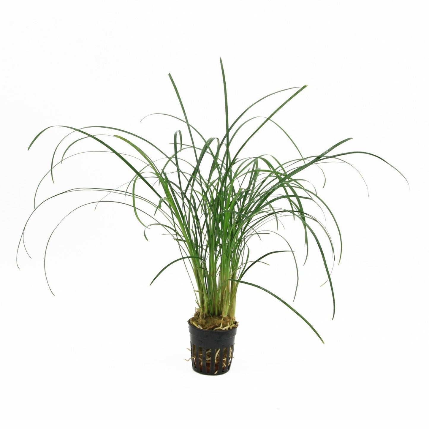 Ophiopogon japonica 10cm 5cm Pot
