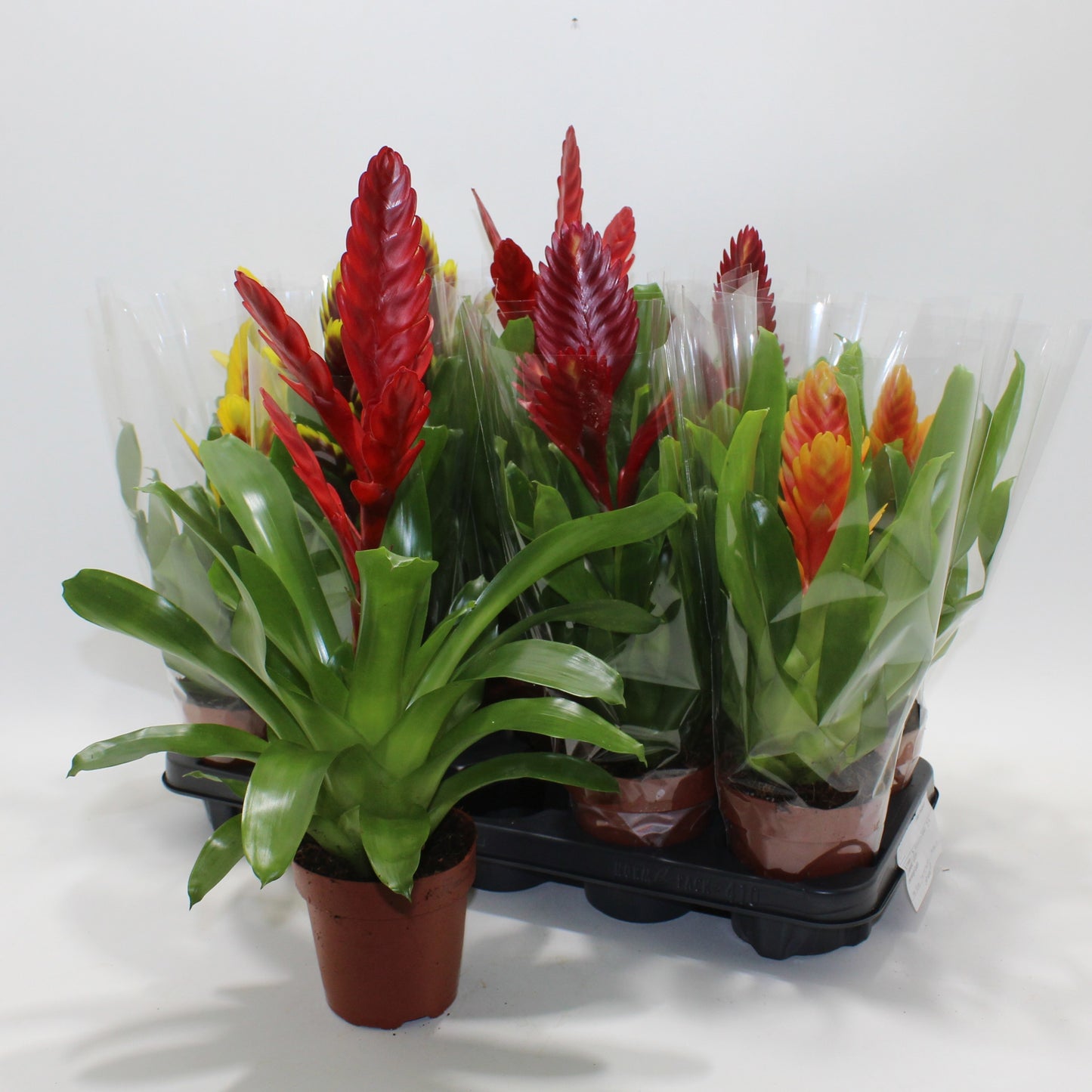 Vriesea mix 40cm 12cm Pot
